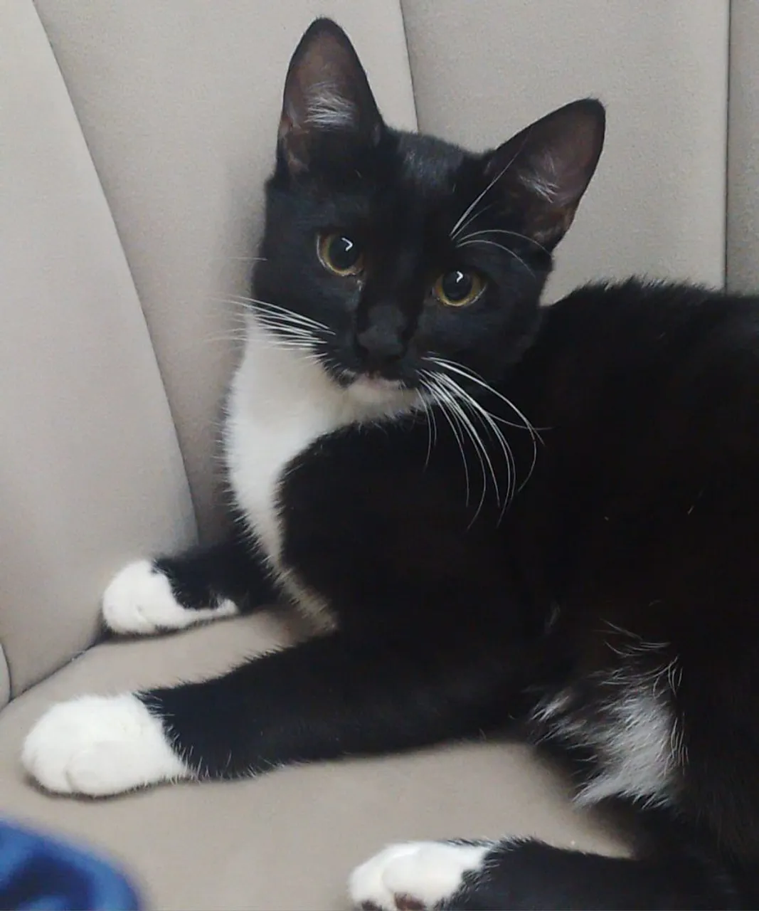 Pandinha, 4 meses para adoção responsável.