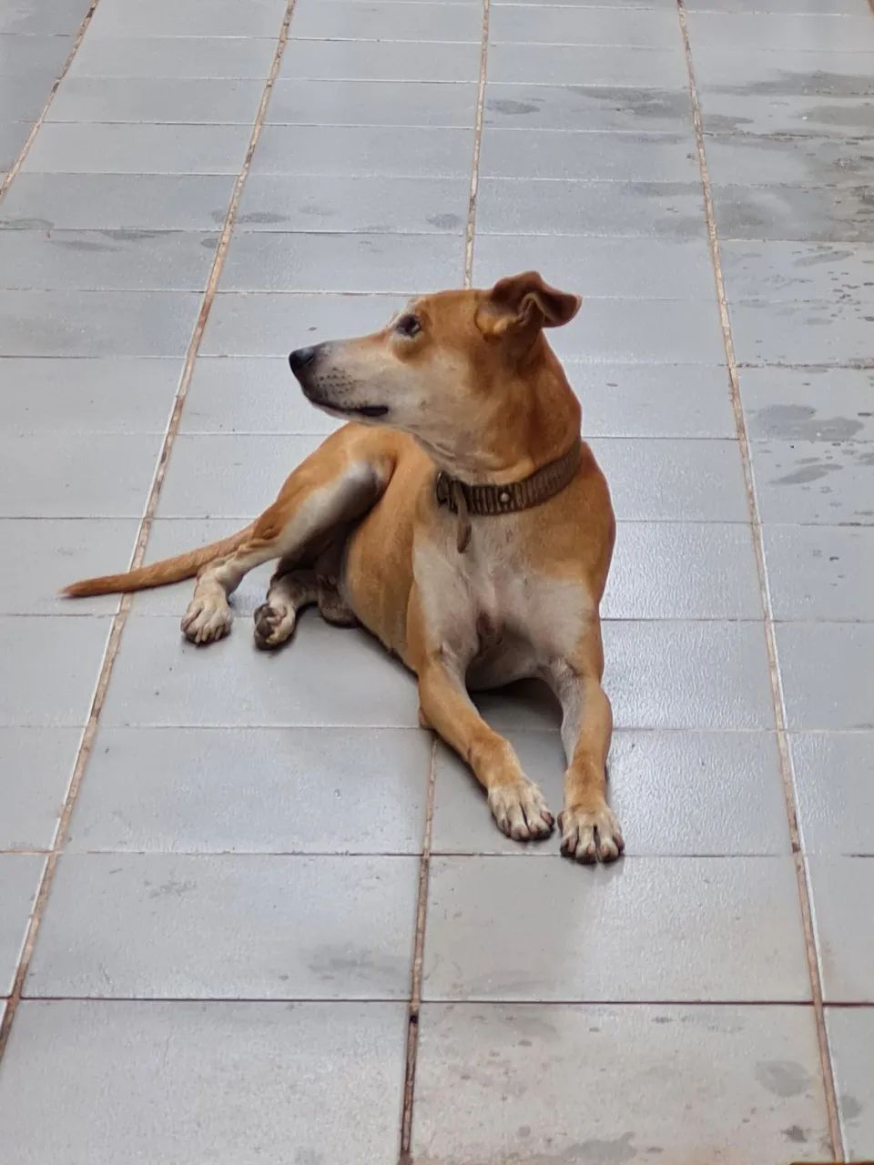 Cão de porte médio para adoção - Foto 2