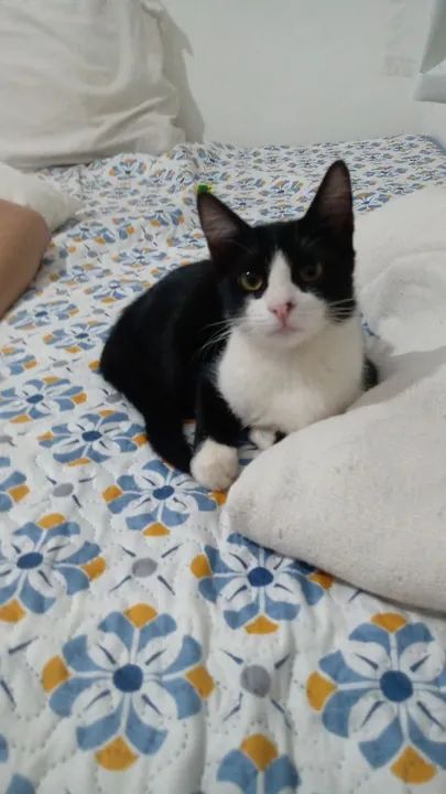 Gata para Adoção - Foto 2