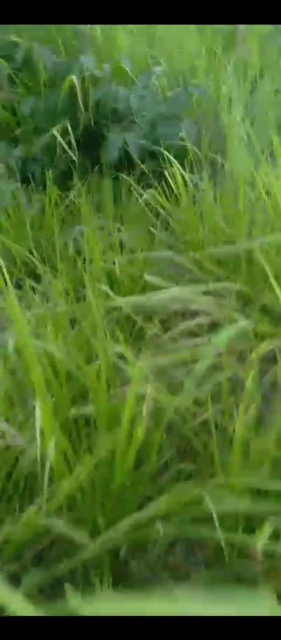 Fazenda Goiás São João da Aliança  - Foto 5