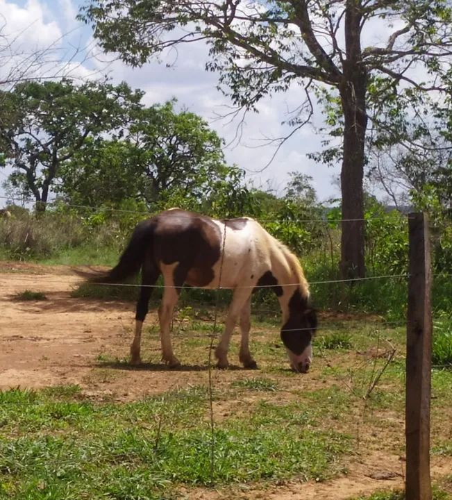 Cavalos a venda  - Foto 2