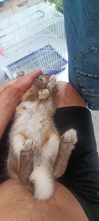 Vendo coelho da raça lion red - Foto 3