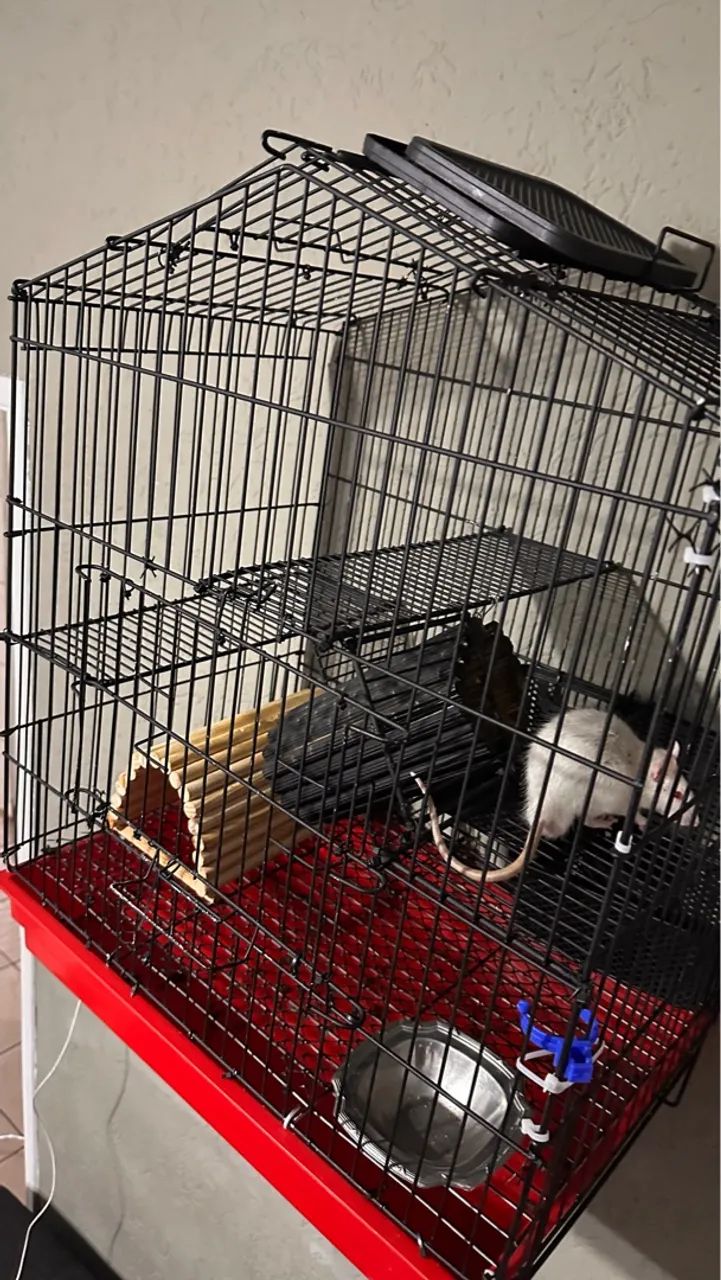 Gaiola para roedores - Foto 4