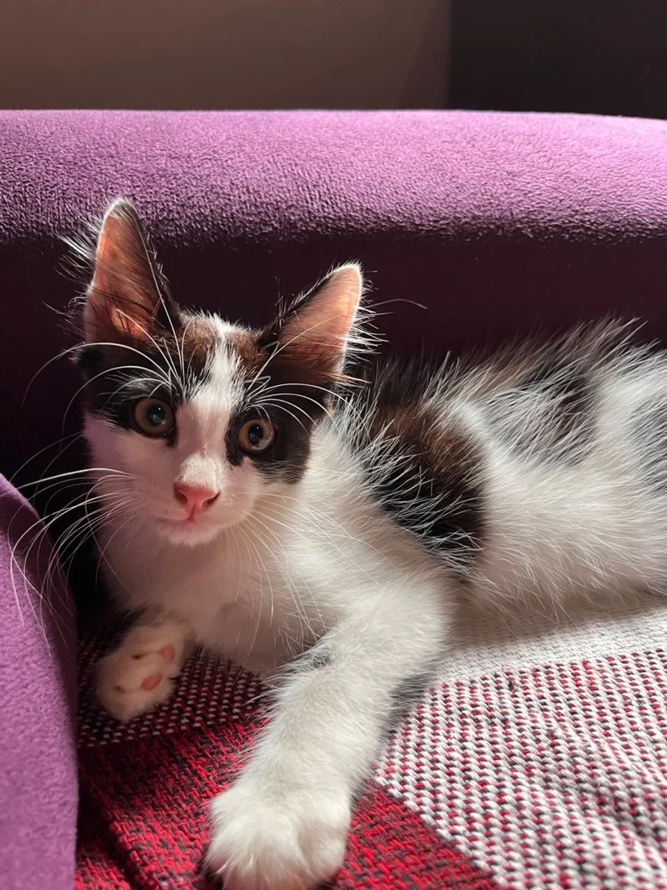 DOANDO GATO MACHO, 2 meses - Foto 4