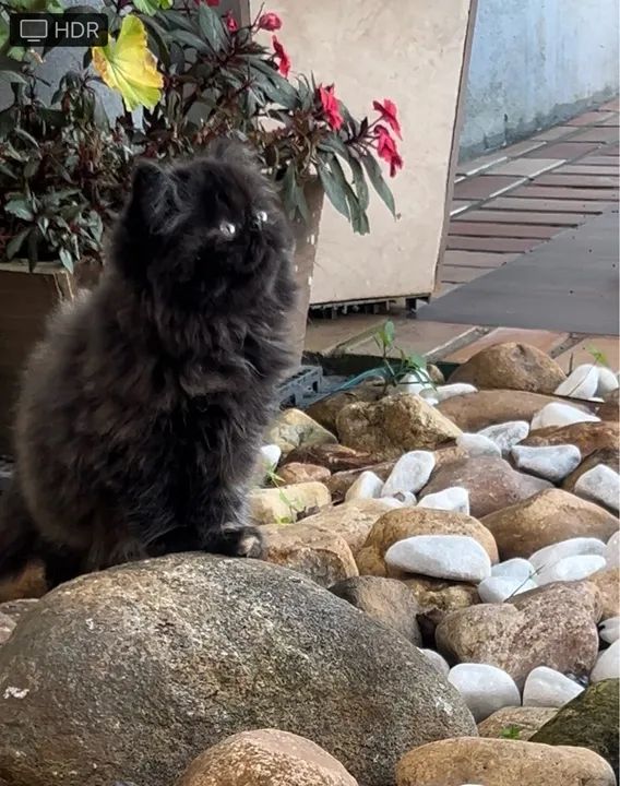 Filhote de Persa Fêmea  - Foto 4