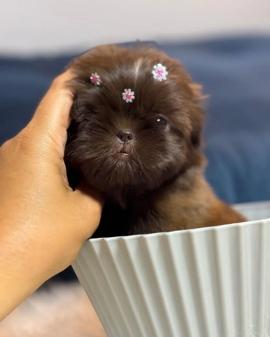 Shitzu baby face chocolate um luxo