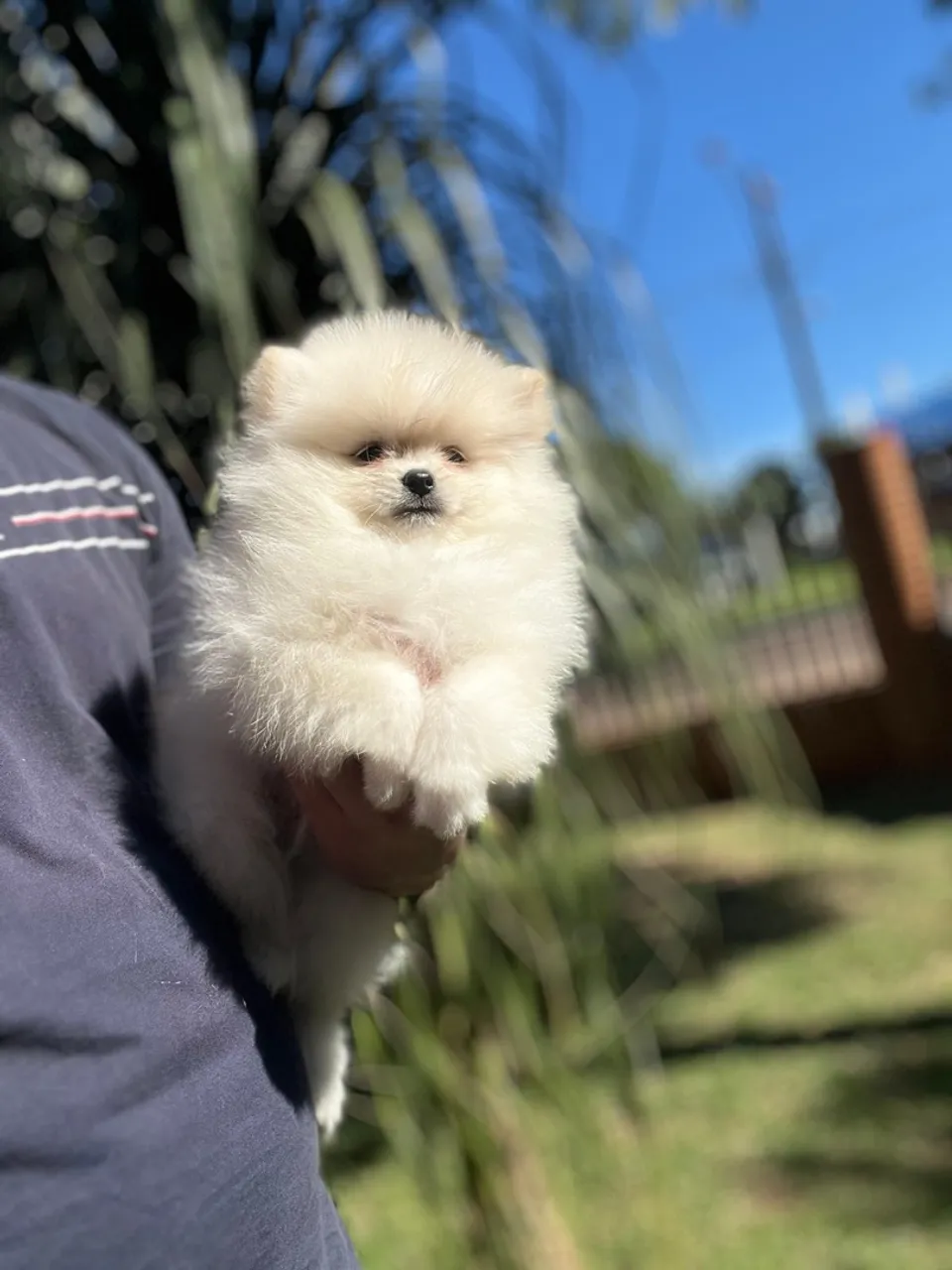Filhote de Spitz Alemão Branco macho