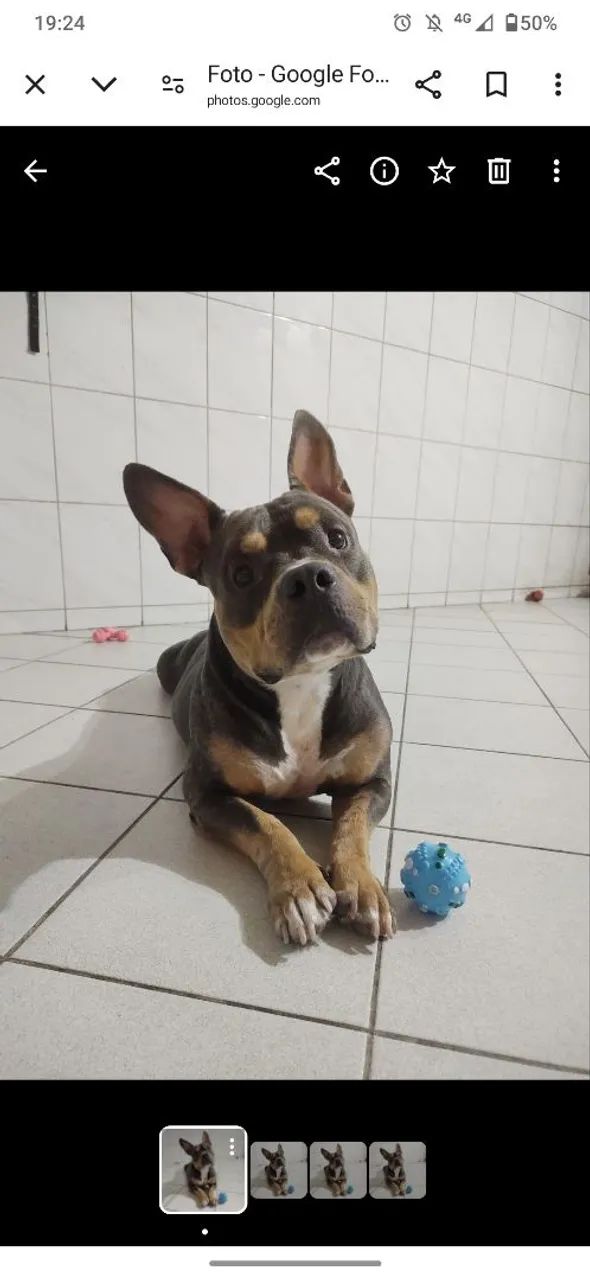 American Bully dócil para adoção - Foto 2