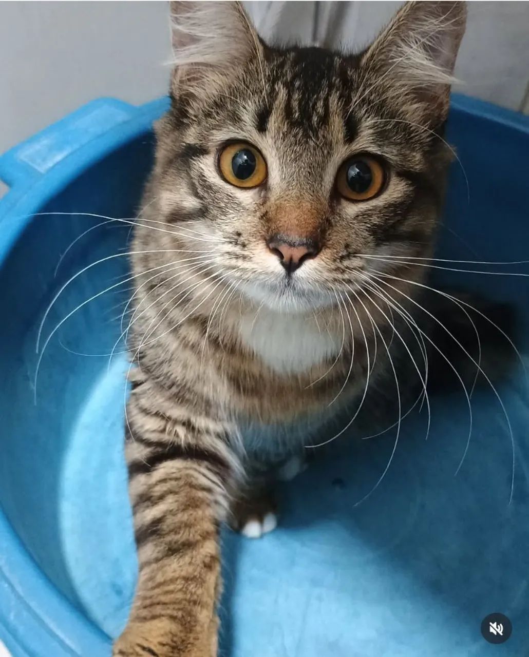 Gata castrado para doação  - Foto 6