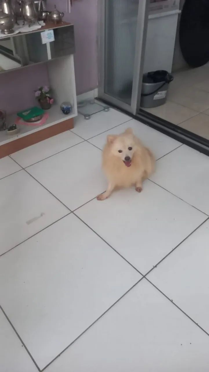 Doação espitz alemão porte grande - Foto 3