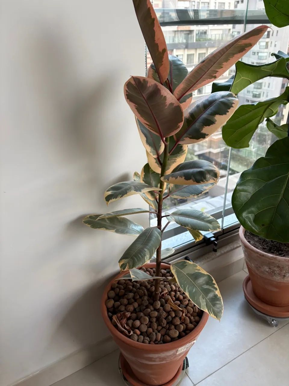 Planta Ficus Elástica Ruby - Foto 3