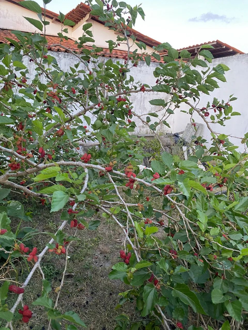  Lotes à venda - Condomínio Greenville 1.200 M2 - Foto 8