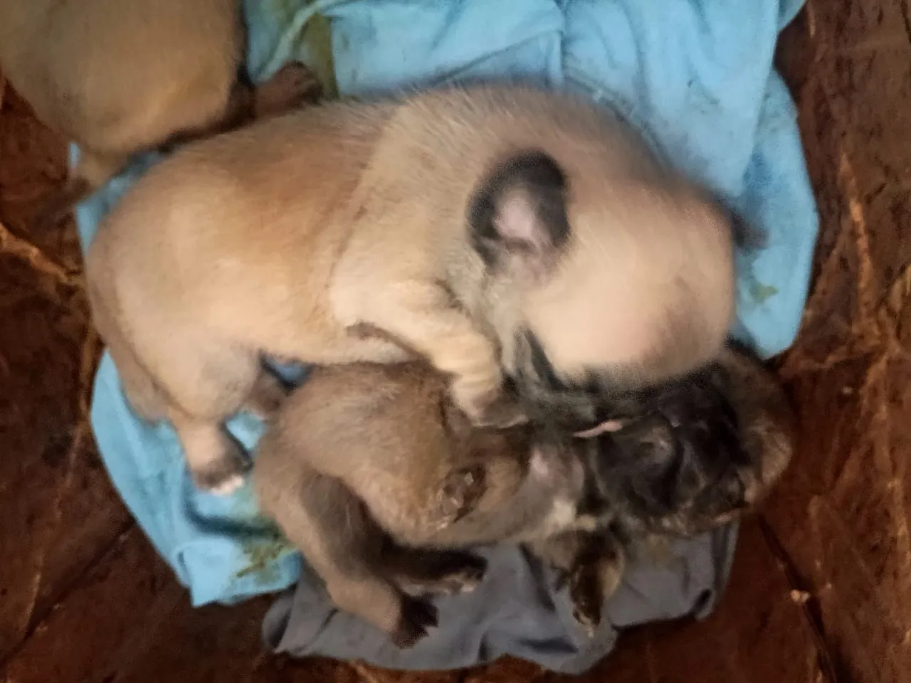 Filhotes de pug