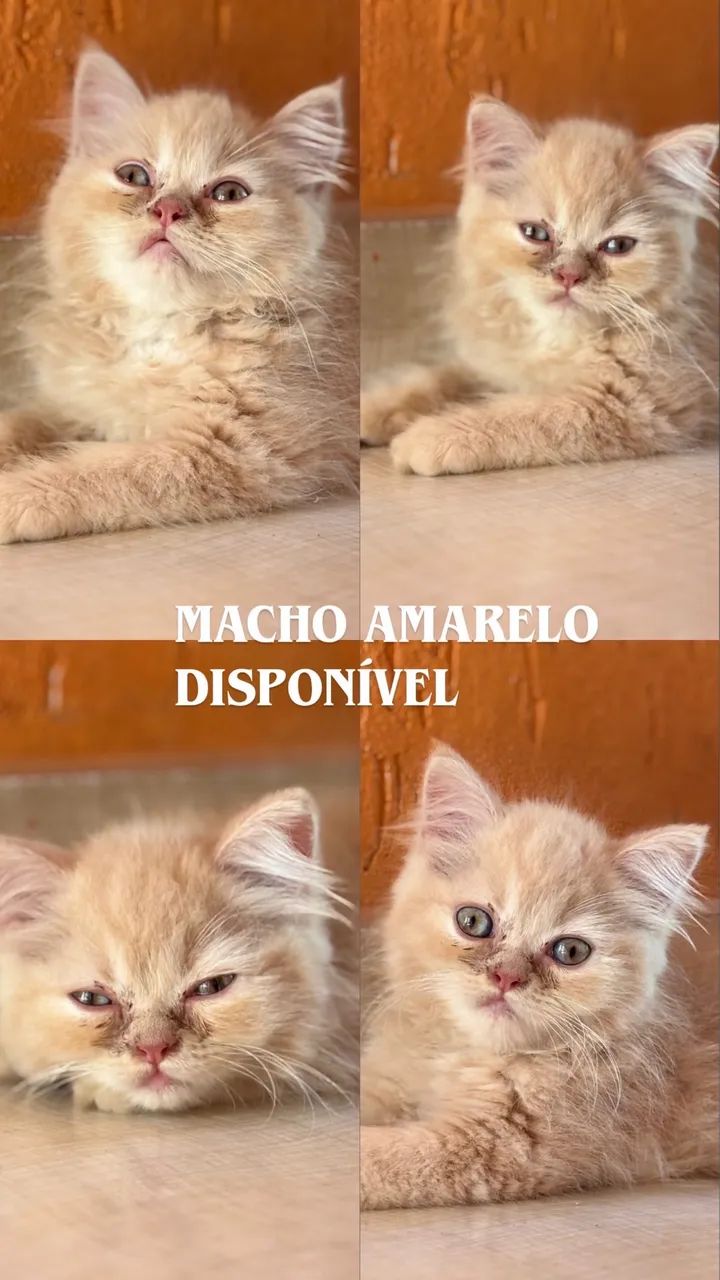 Gatinhos british long hair Machos - Foto 2