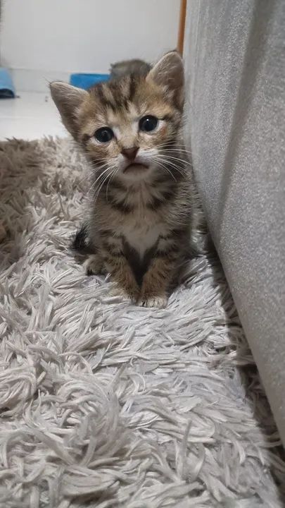 Gatinhos fofinhos para adoção - Foto 2