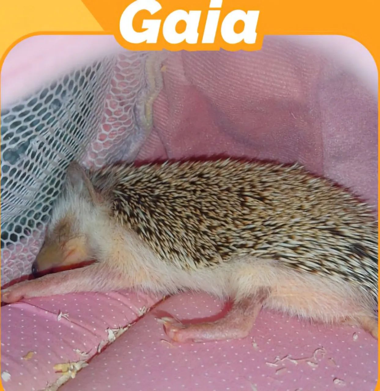 ouriço pigmeu - Foto 3