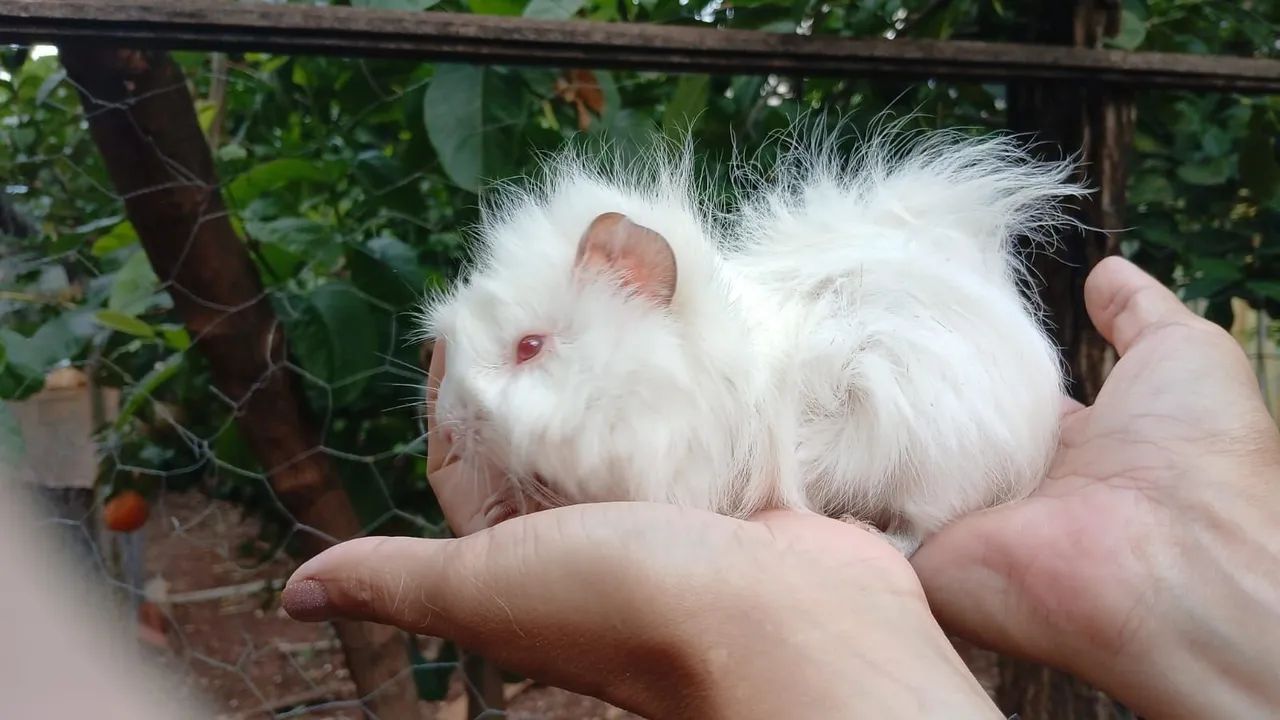 Doação Porquinhos da Índia Albinos