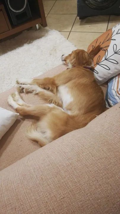 Doação Responsável 