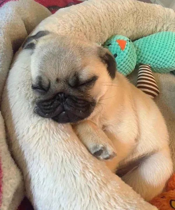 Pug filhote cutecute.