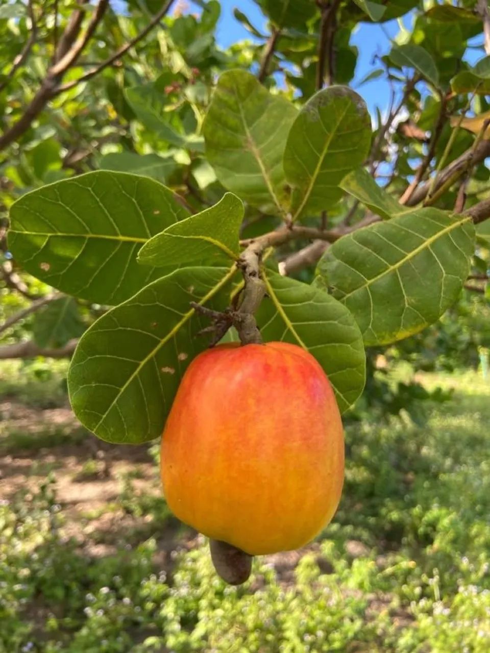 Frutifera Mudas de Cajú comum