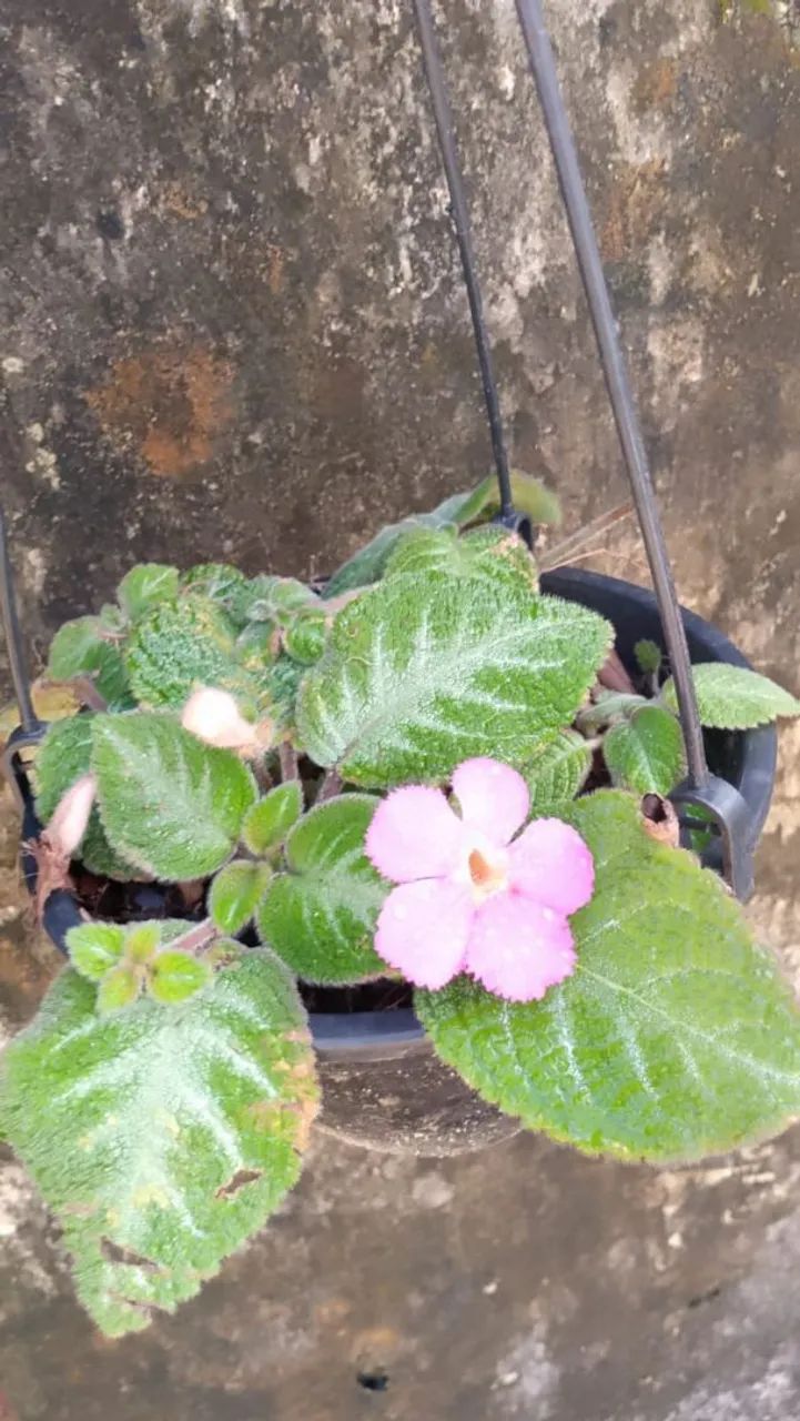 Plantas interna - Foto 2
