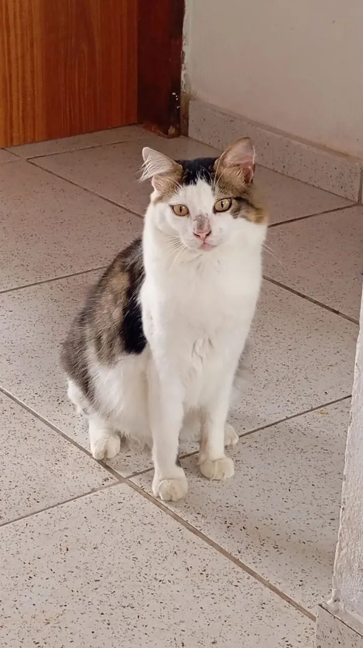 Gato branco e cinza para adoção castrado - Foto 4