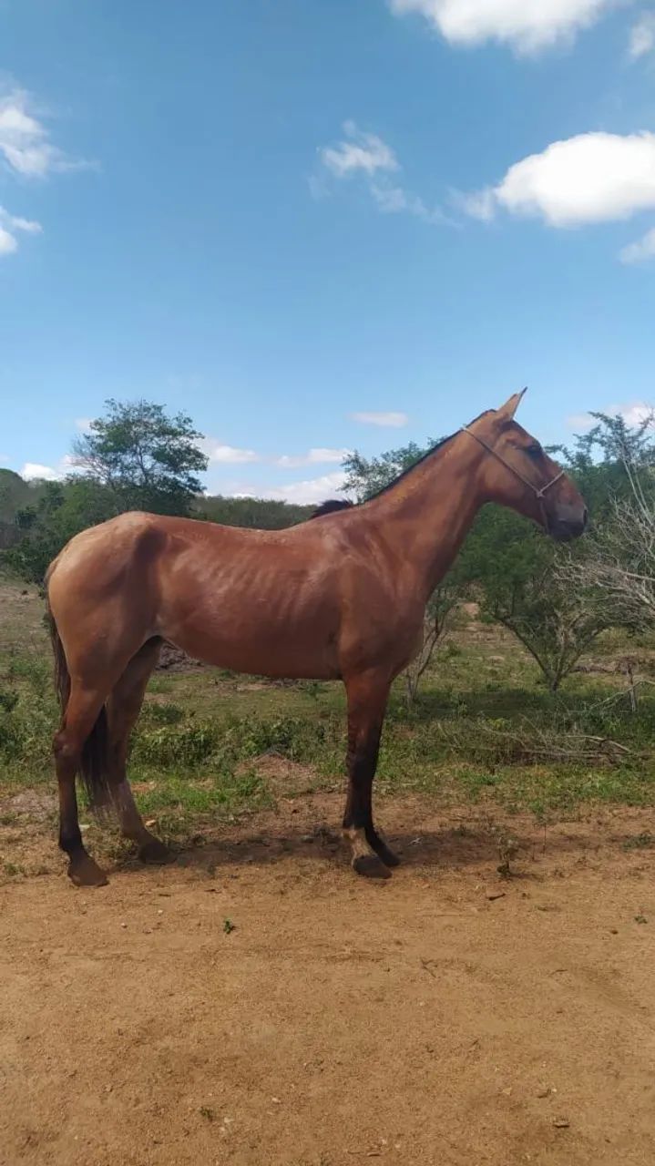 Égua 
