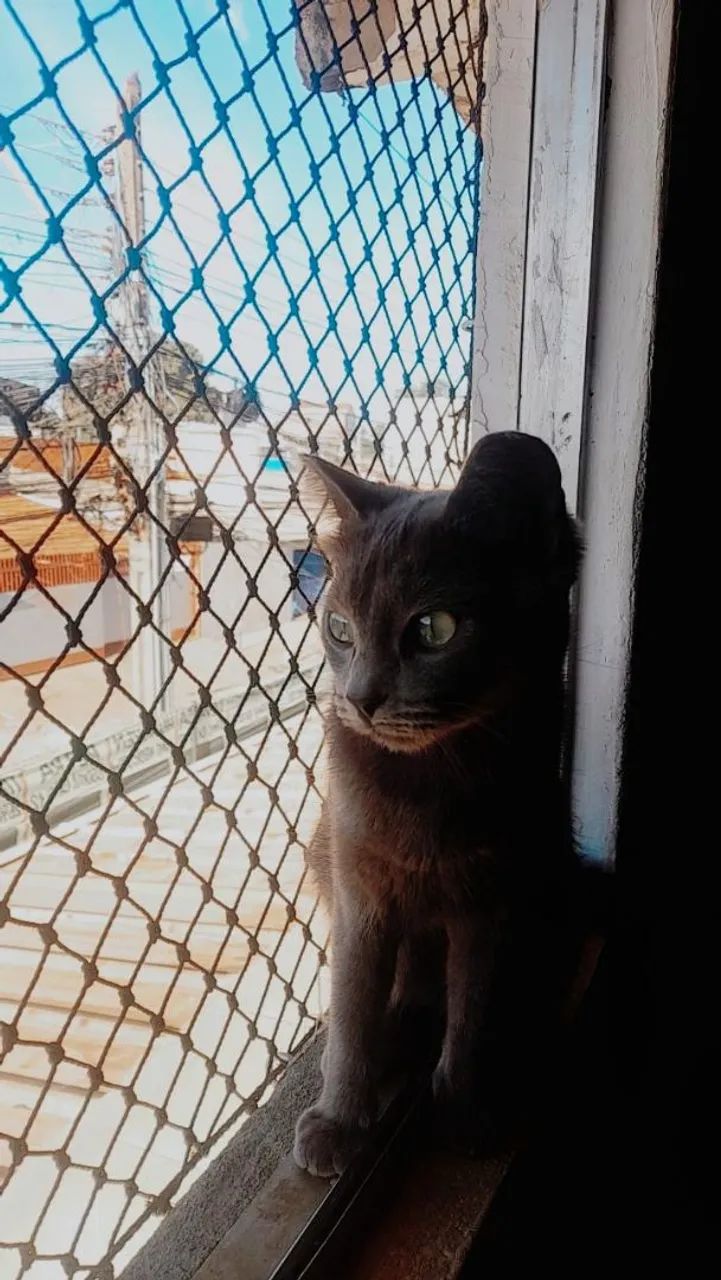 Rede de proteção  - Foto 2