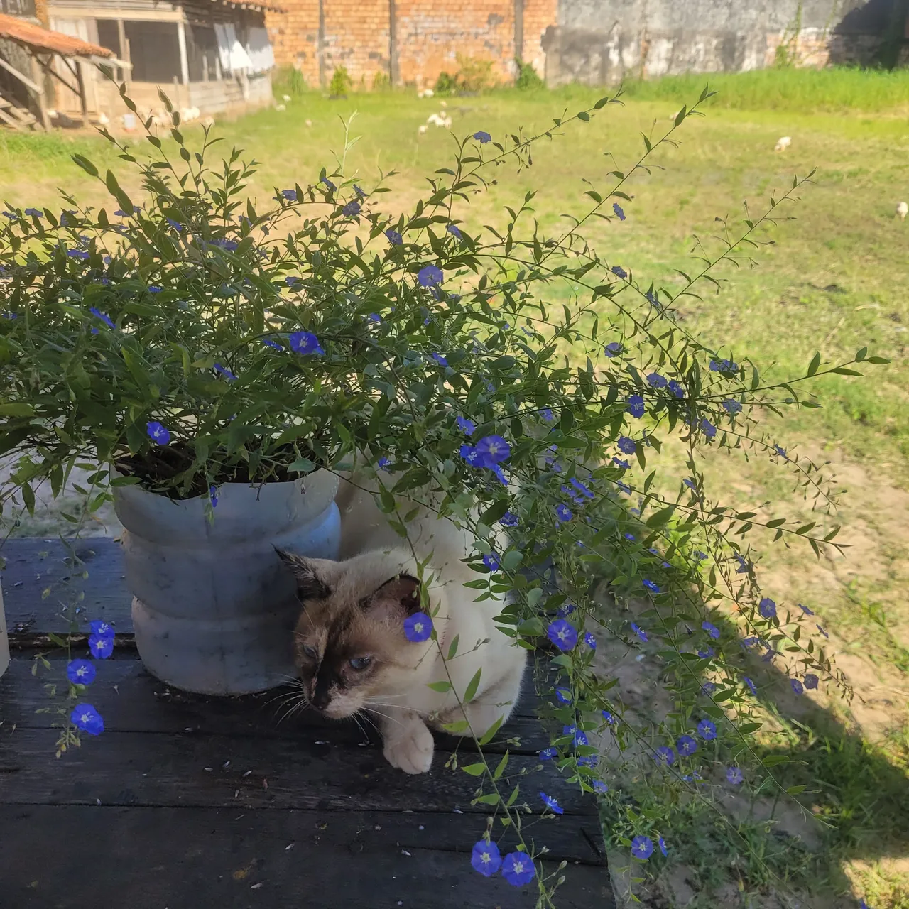 Vendo ou alugo  casa mais terreno grande