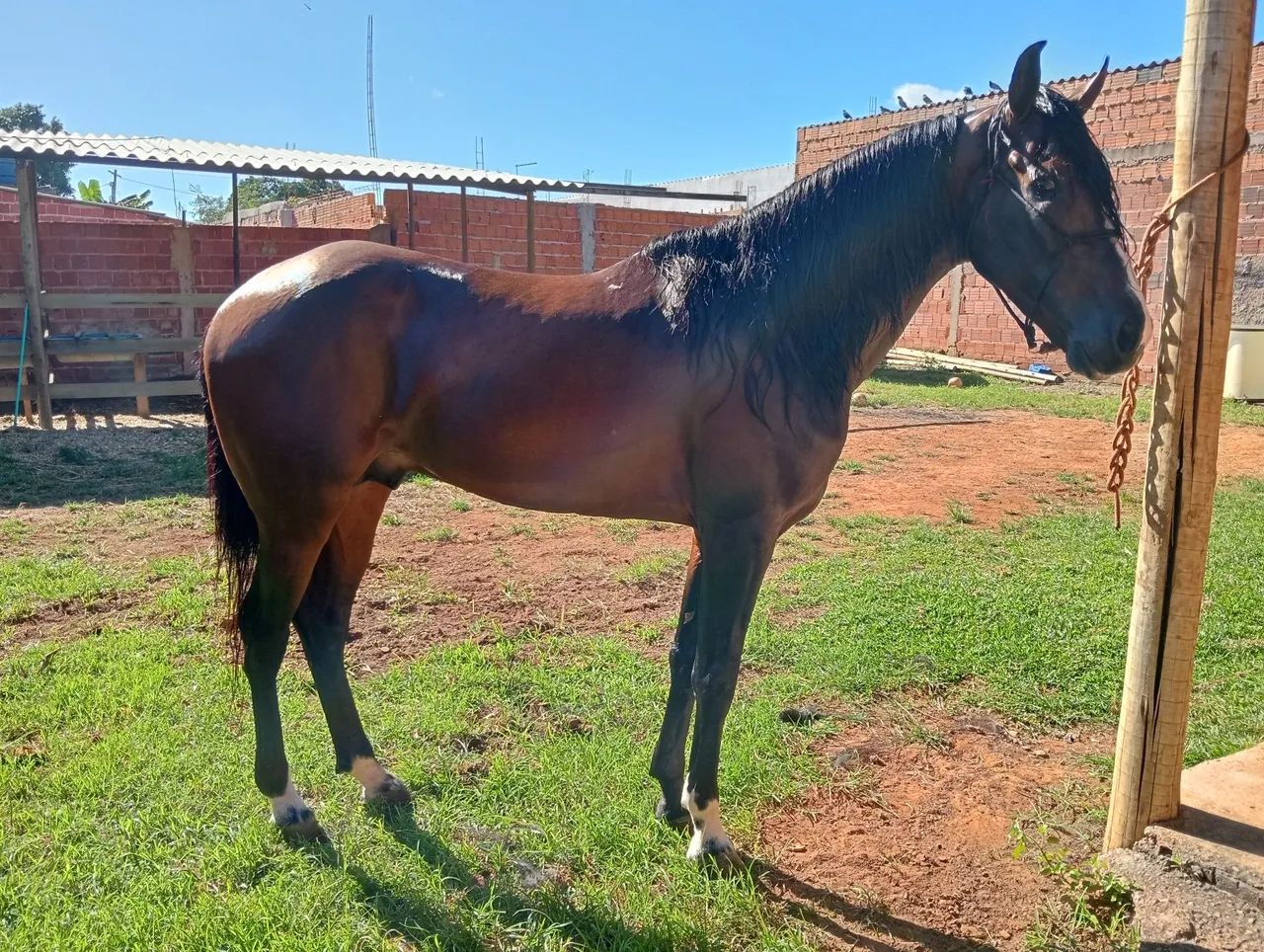 Cavalo mangalarga marchador  - Foto 3