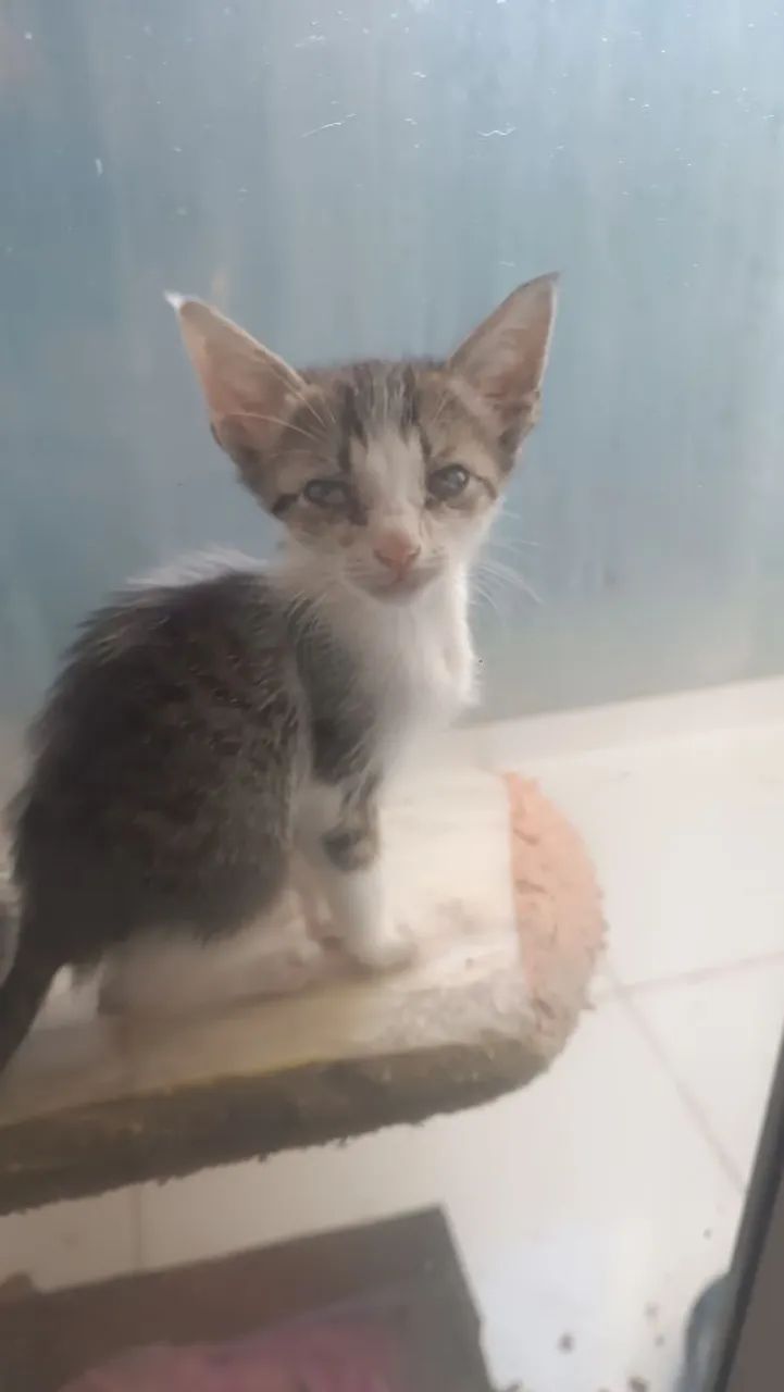 Adoção  com responsabilidade  - Foto 2