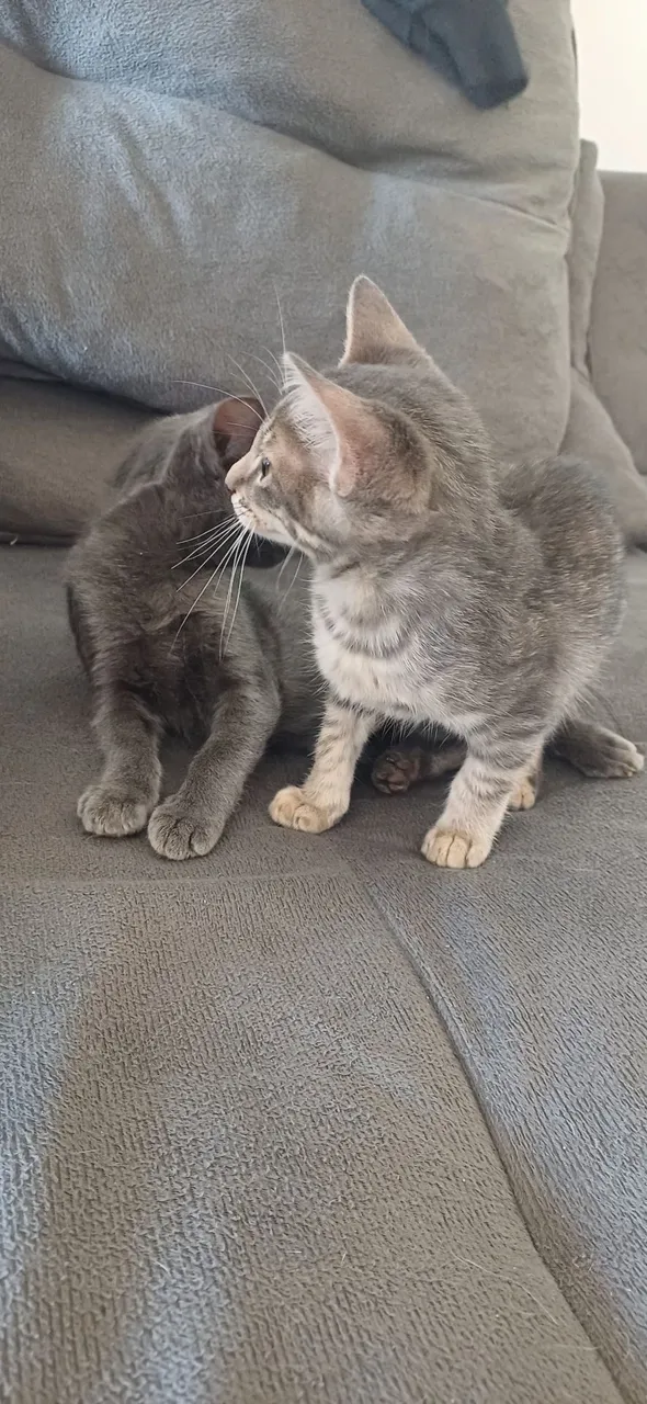 Doação de Dois Gatinhos Irmãos ? Brincalhões e Cheios de Amor!