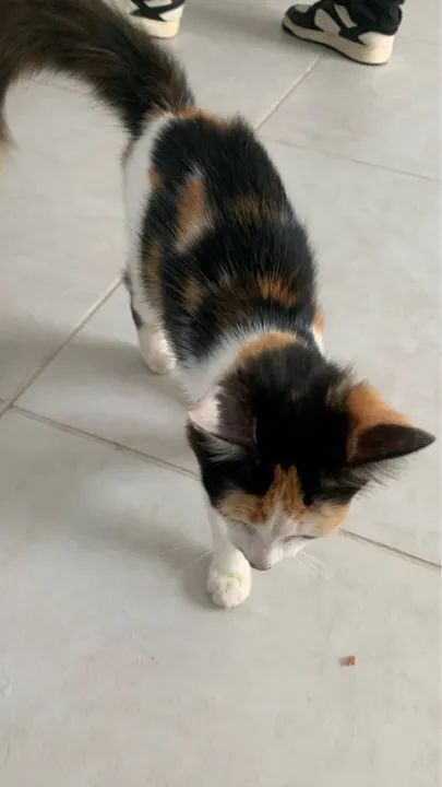 Doação responsável uma gatinha tricolor  - Foto 2