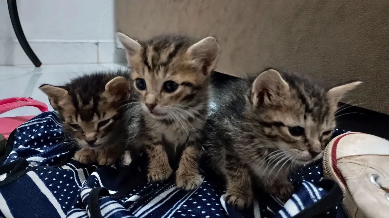 Gatinhos fofinhos para adoção - Foto 3