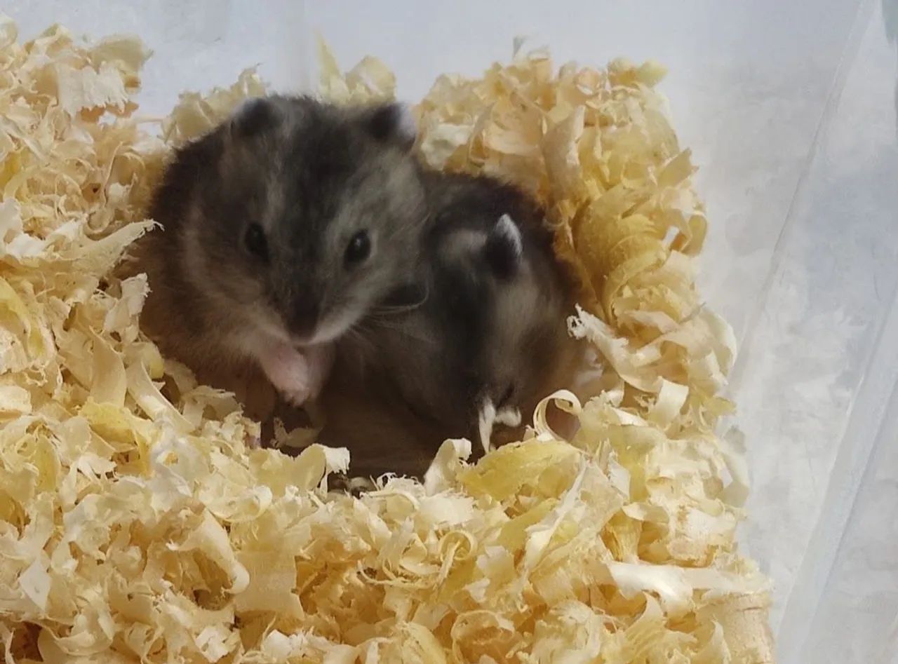 Hamster fofinho - Foto 4