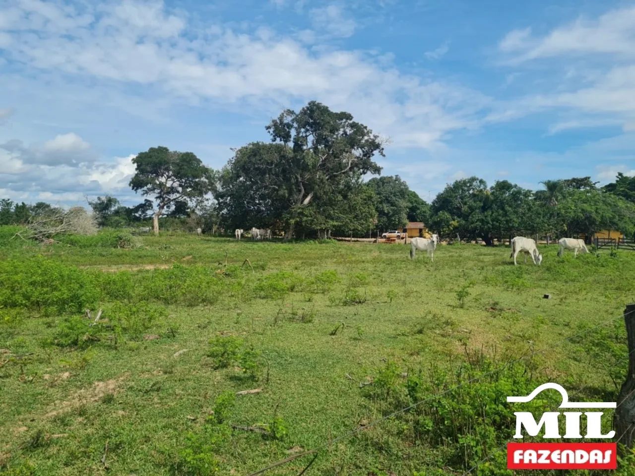 Fazenda 94 alqueires (459 hectares)- Araguaçu-TO ( prazo ) - Foto 5