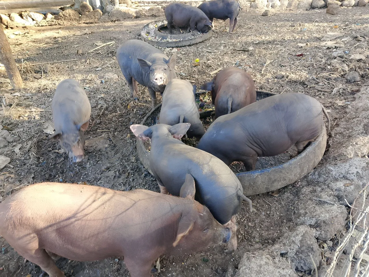 Porquinhos de 15 a 20 kg