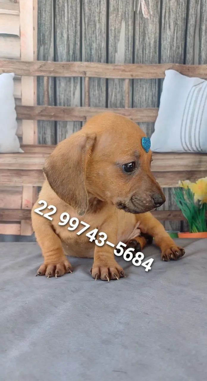 Dachshund Salcichinha Cachorros Parque Fundão, Campos dos