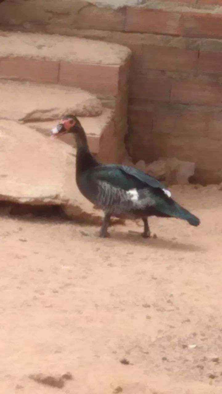 PATOS A VENDA ( CASAL)  - Foto 4