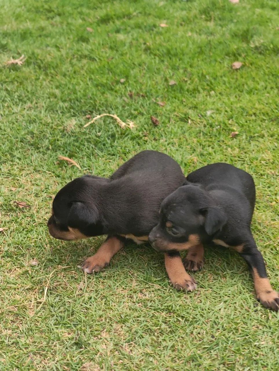Filhotes de pinscher 1  - Foto 4