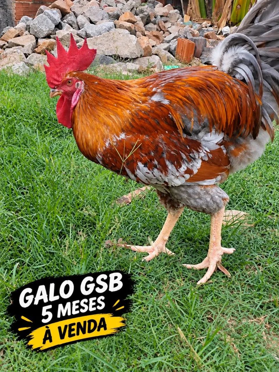Frango Gsb 