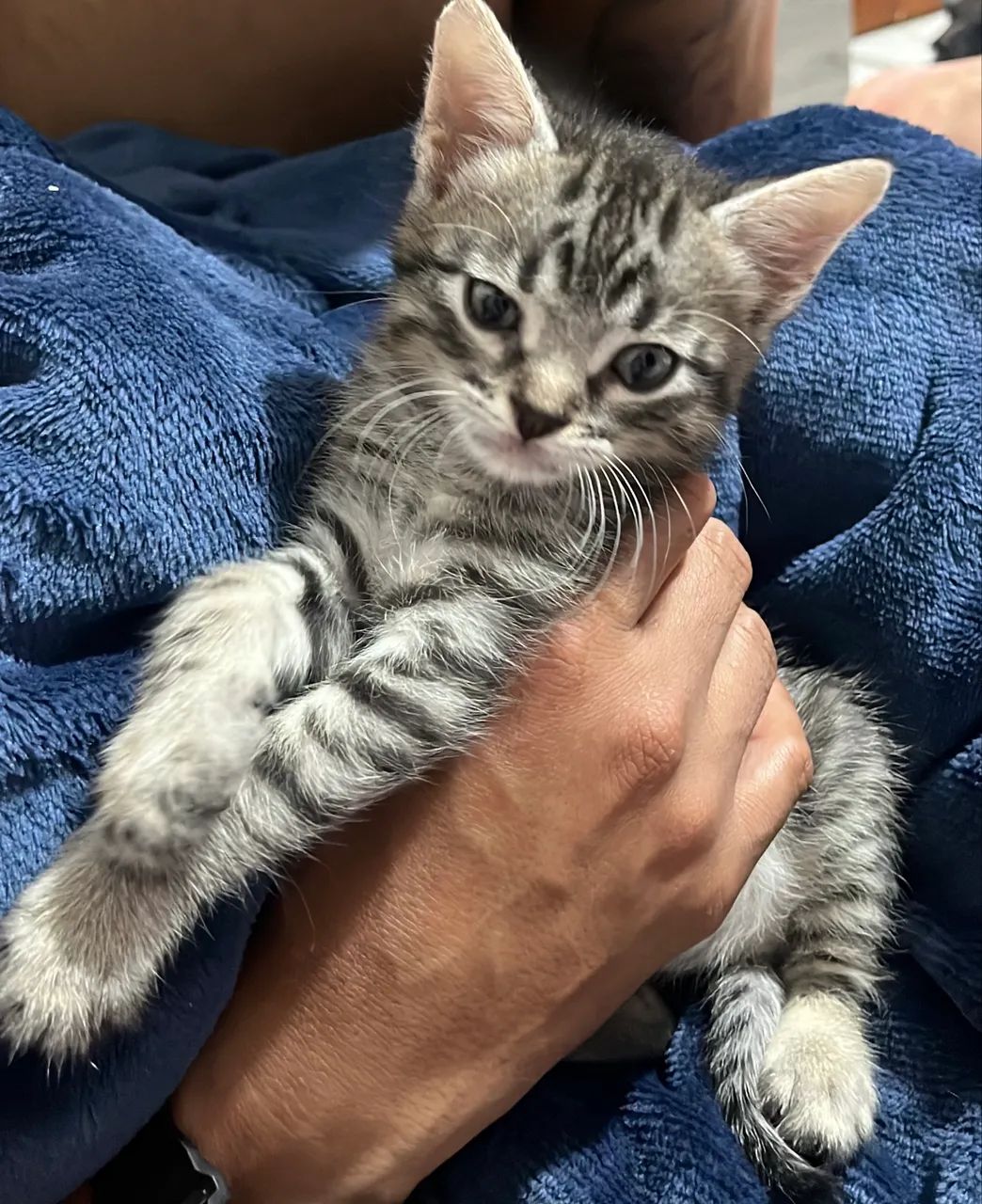 Doação responsável - Foto 5