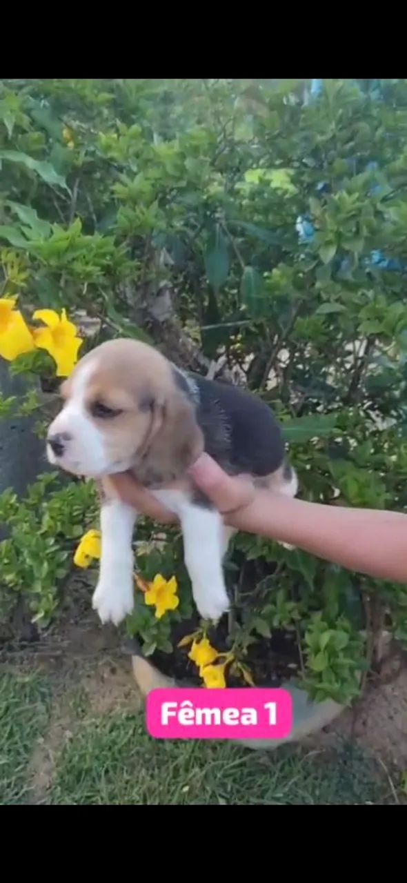 Beagle fêmea e macho