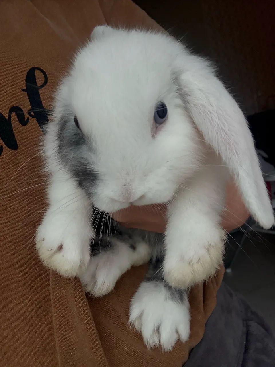 Coelho mini lop  - Foto 4
