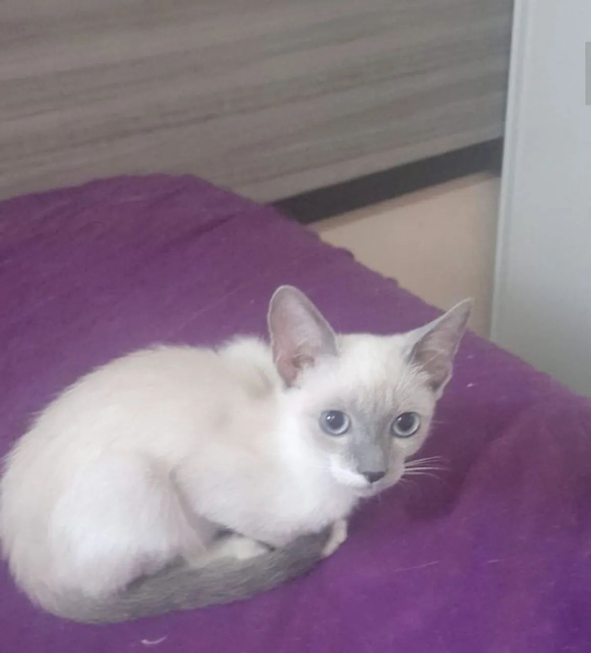 Doação de filhotes de gato - Foto 4