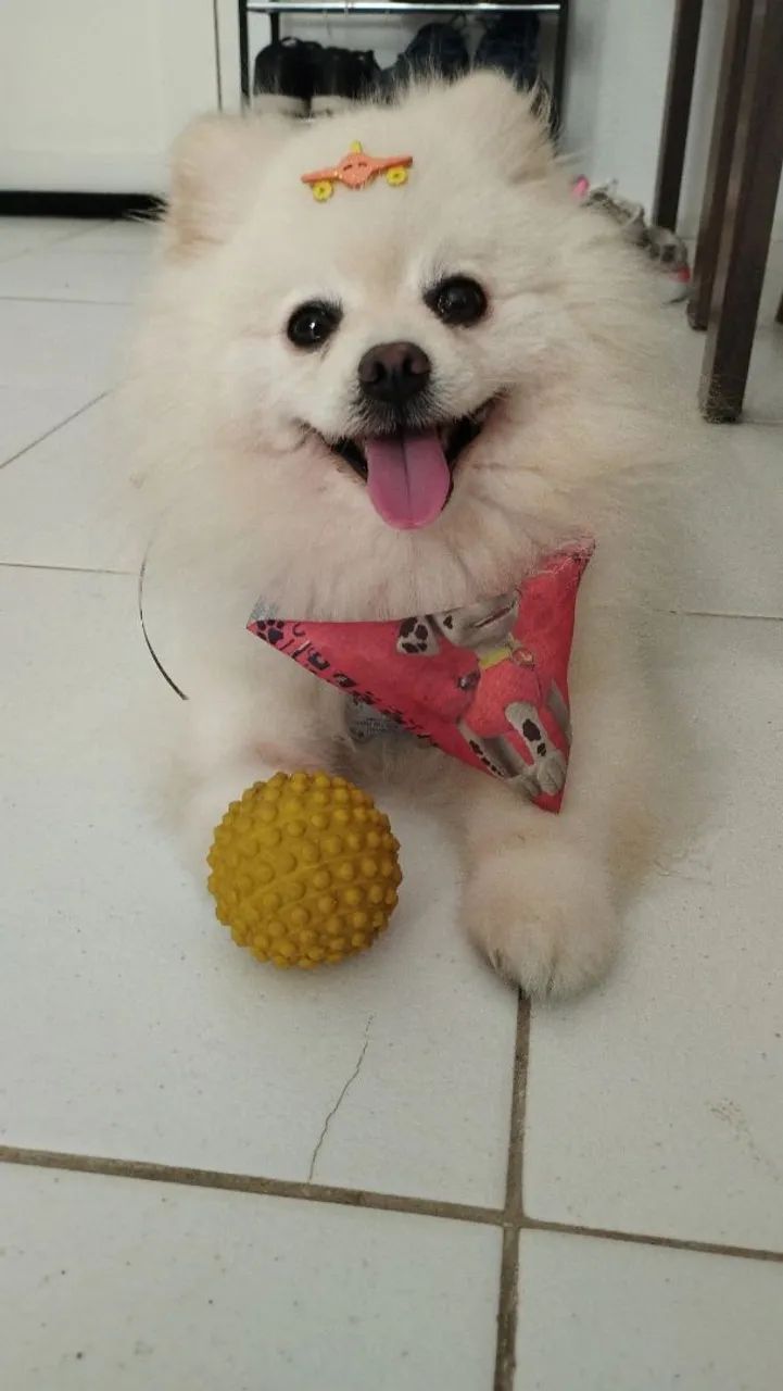 Faxina e babá de gatos e cachorros  - Foto 4