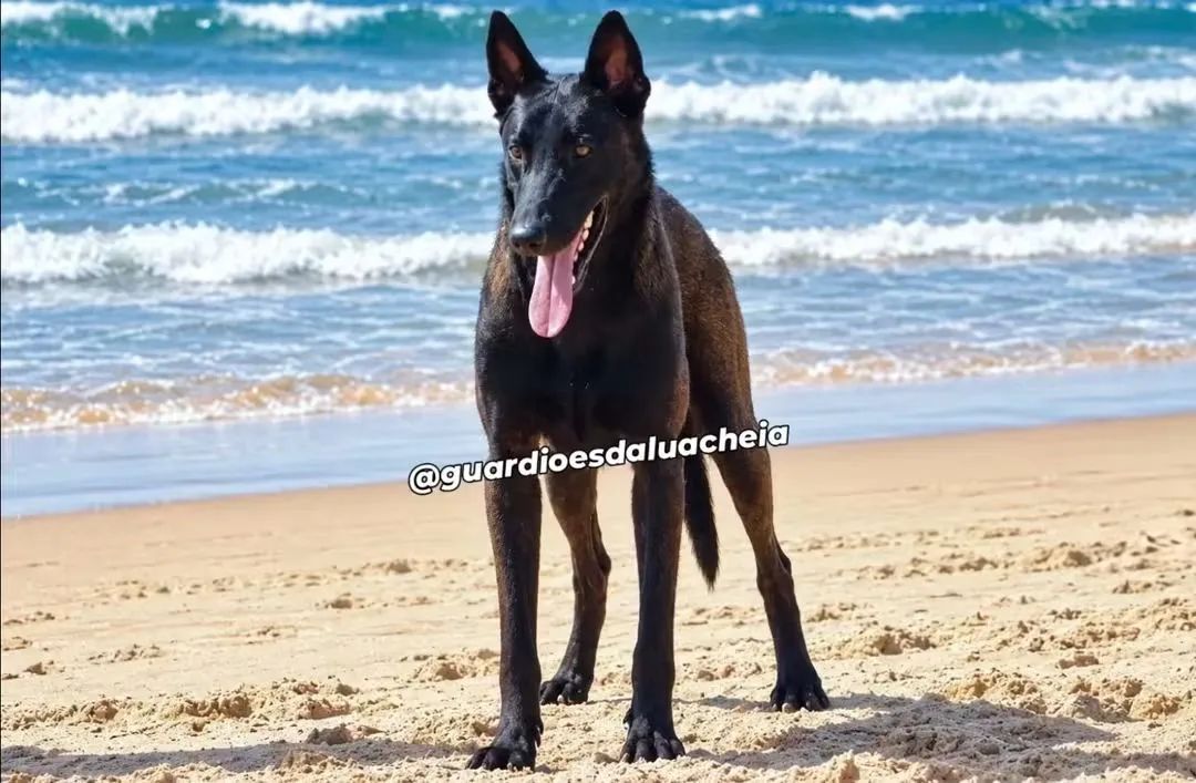 Malinois Filhotes CBKC - Foto 5
