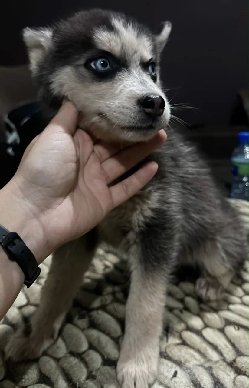 Husky siberiano  - Foto 2