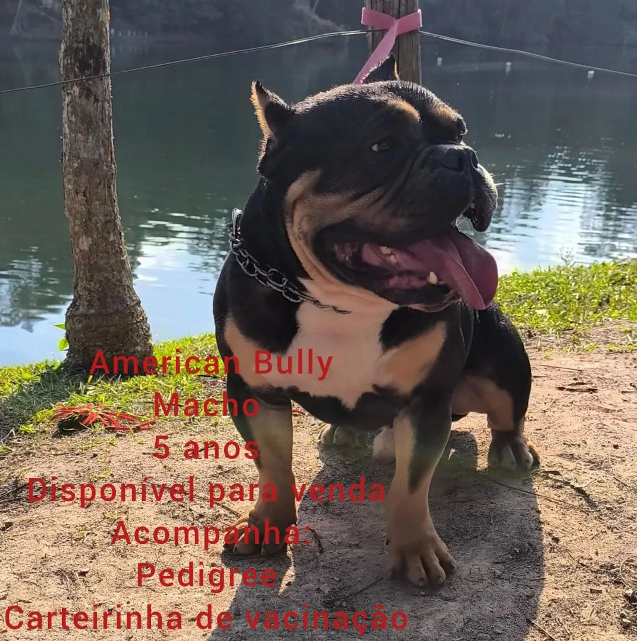 American Bully 