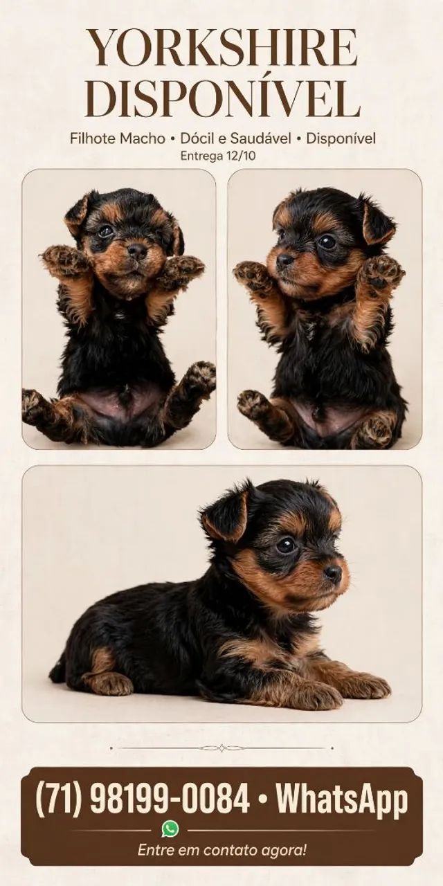 Yorkshire terrier macho